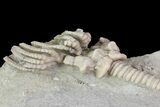 Bargain, Actinocrinites Crinoid Fossil - Crawfordsville, Indiana #68485-3